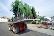 serra-campioni-accessori-12.jpg